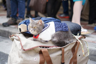 Illustration for article titled Cosplay Overruns the Streets of Osaka